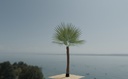 palm_tree2.jpg